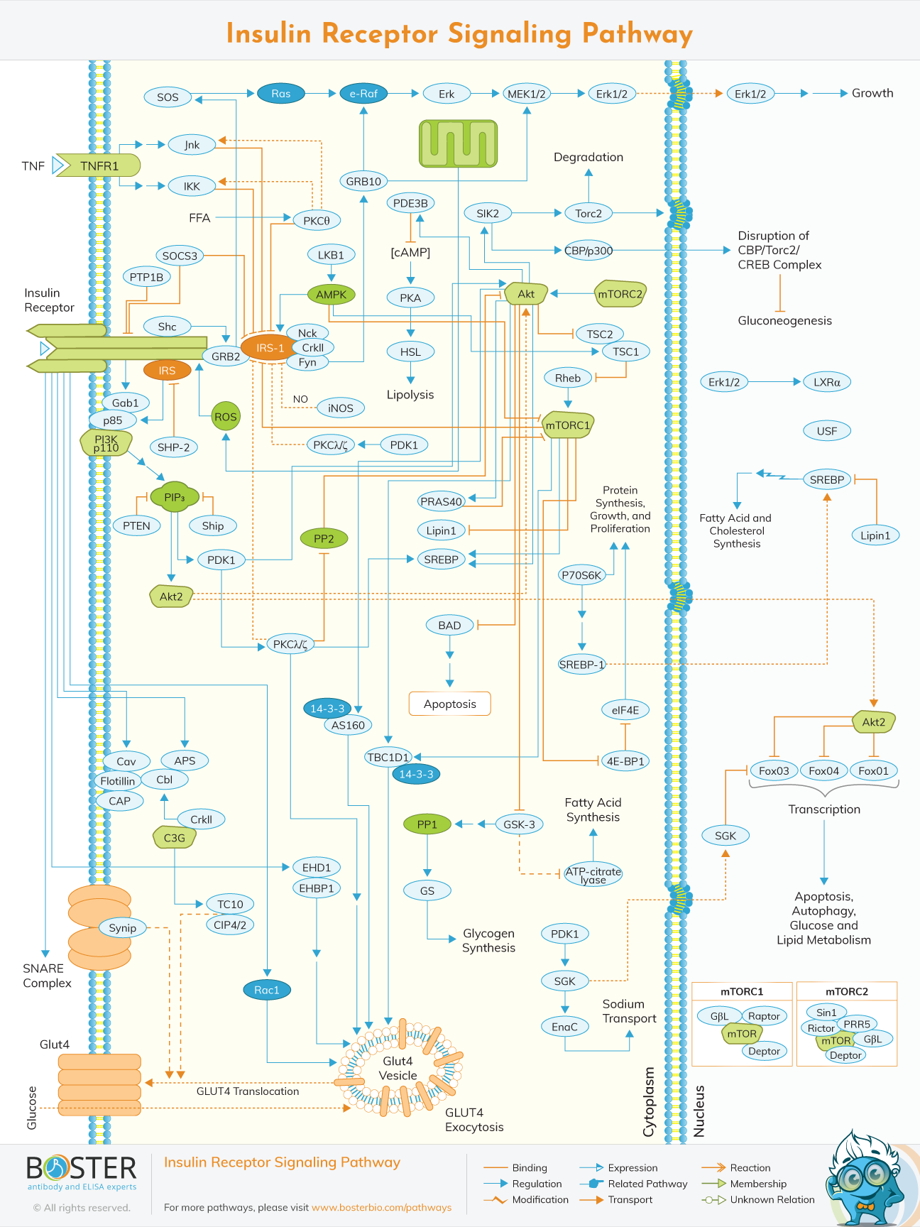 Insulin receptor signaling pathway map