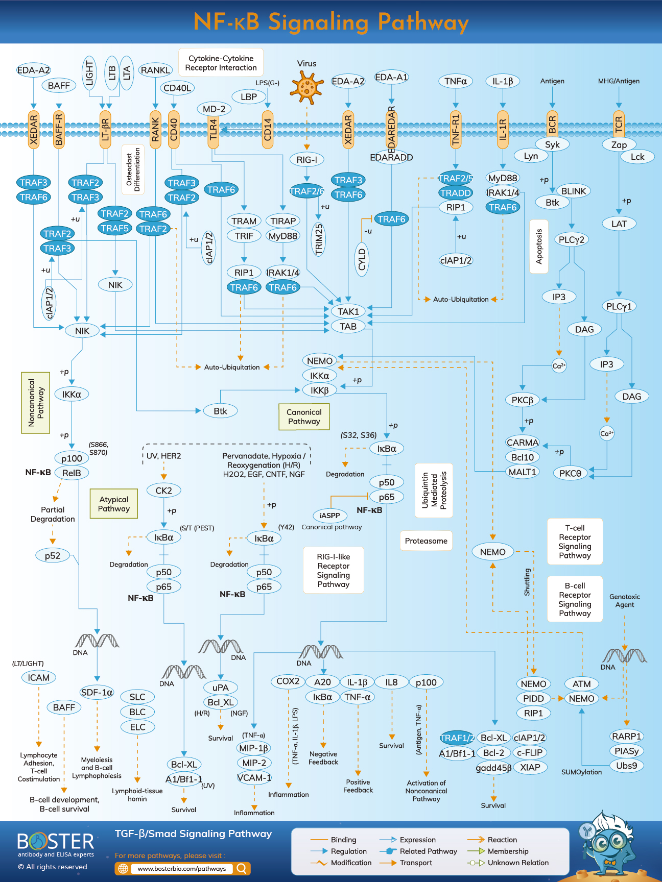 NF-kappaB signaling pathway map