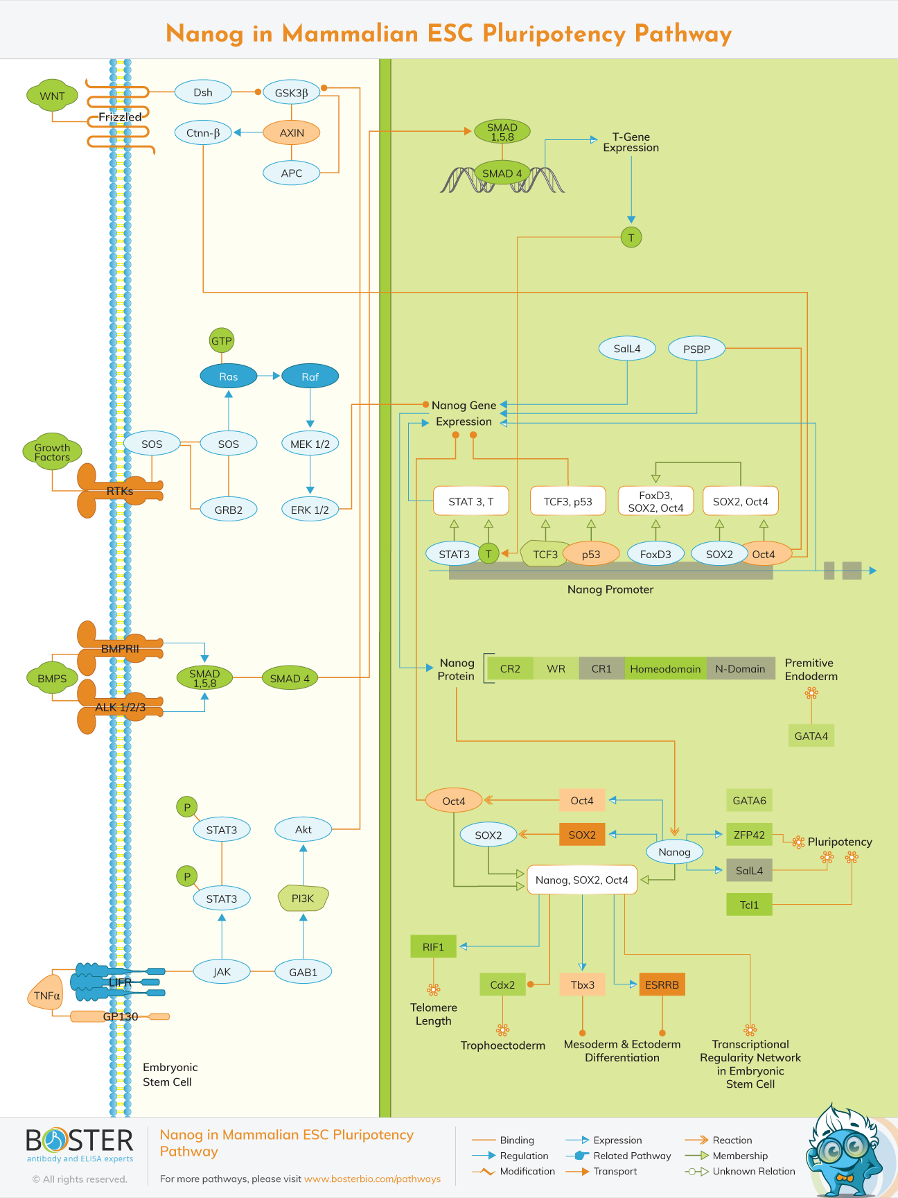 Nanog mammalian ESC pluripotency pathway map