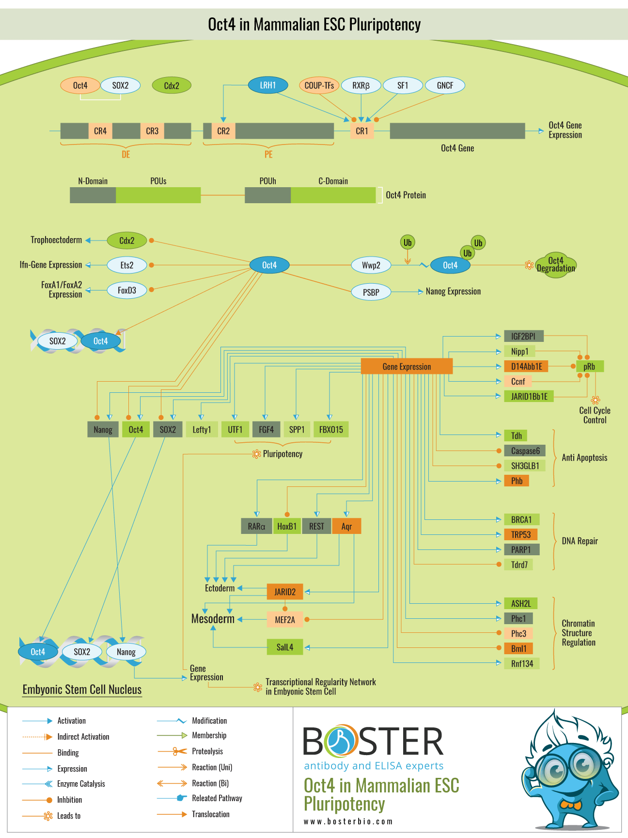 Oct4 in mammalian ESC pluripotency pathway map