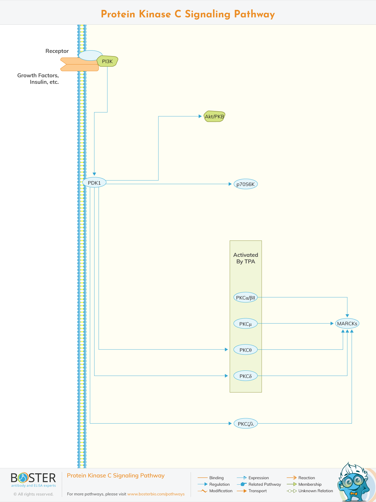 Protein Kinase C Signaling Pathway