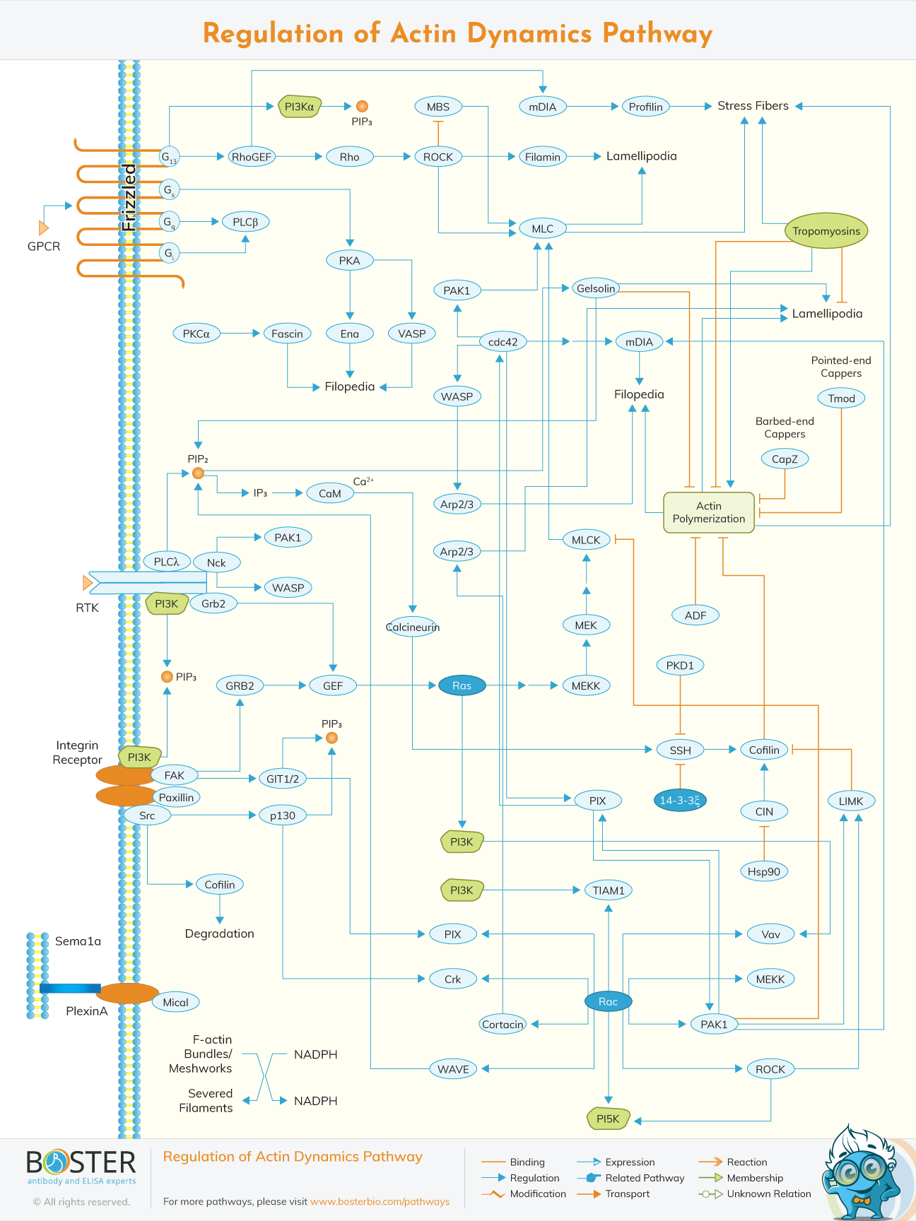 Regulation actin dynamics pathway map