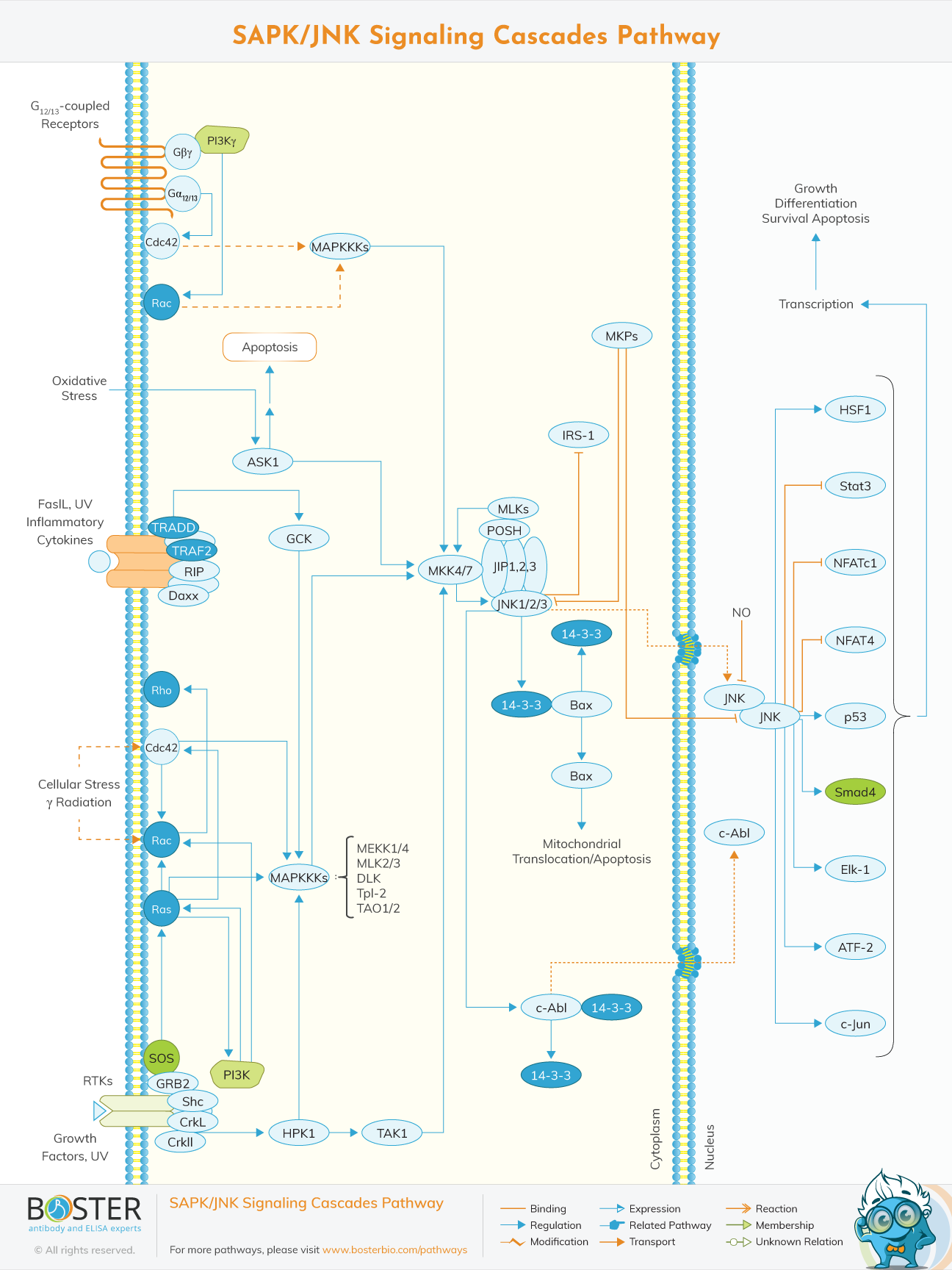 SAPK JNK signaling cascades pathway map