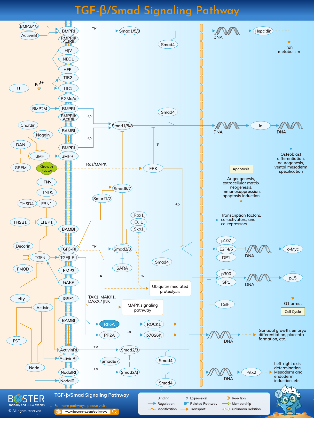 TGF-beta Smad signaling pathway map