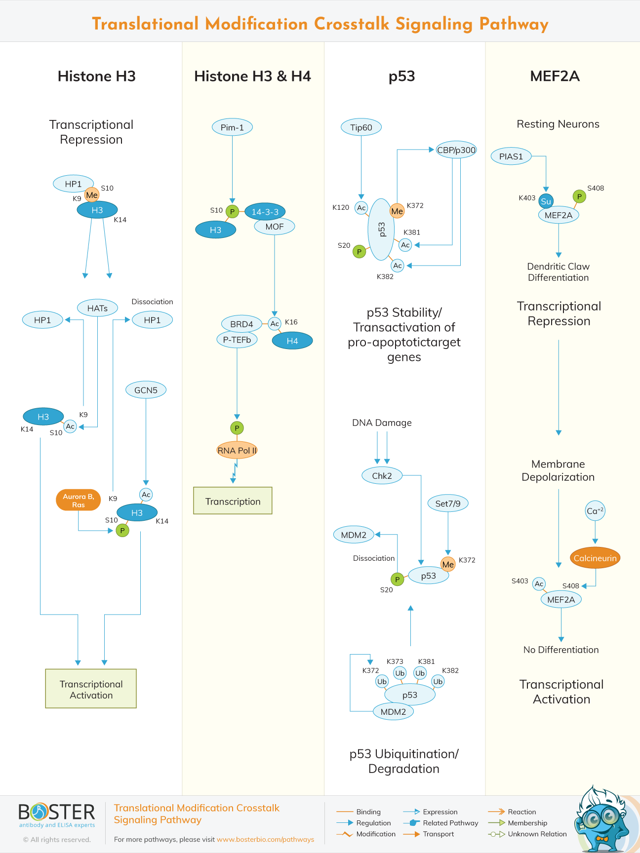 Translational modification crosstalk signaling pathway map