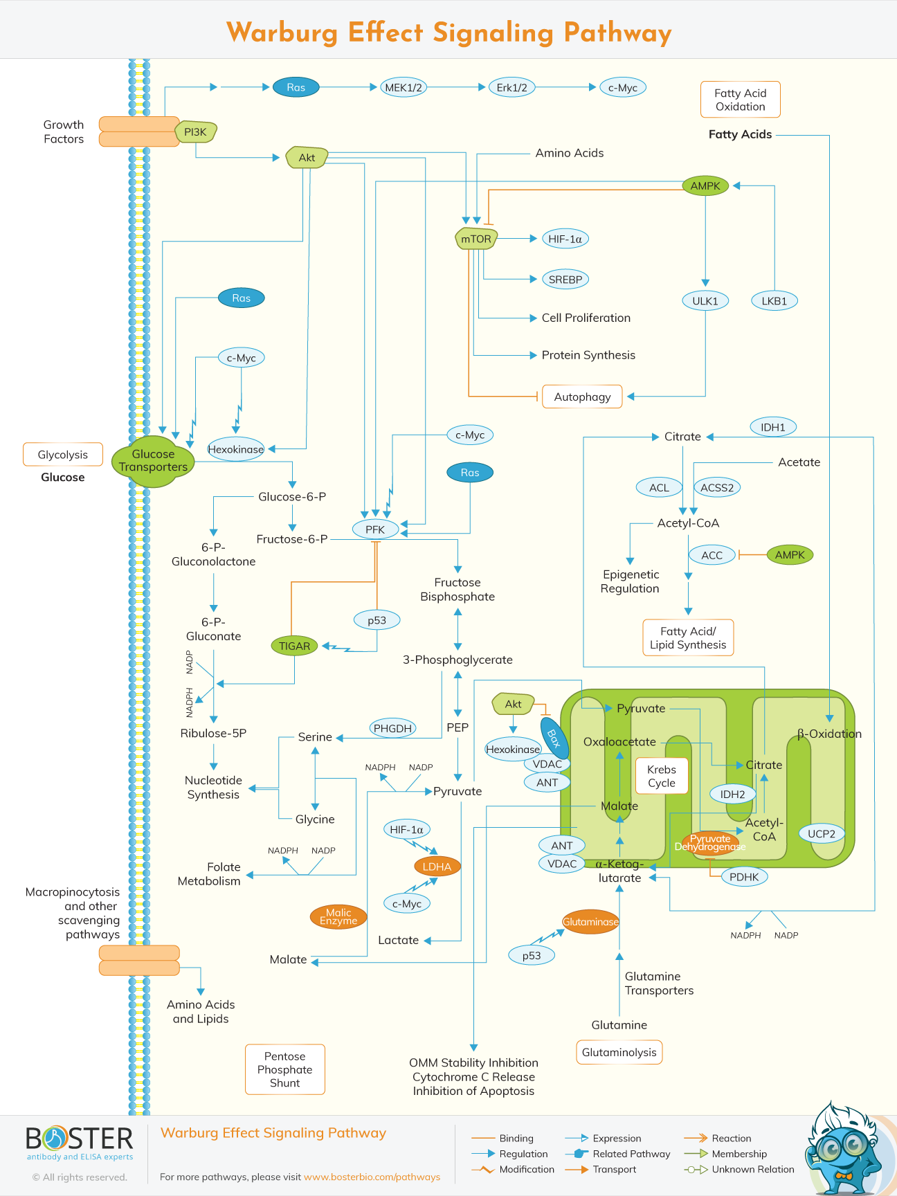 Warburg effect pathway map