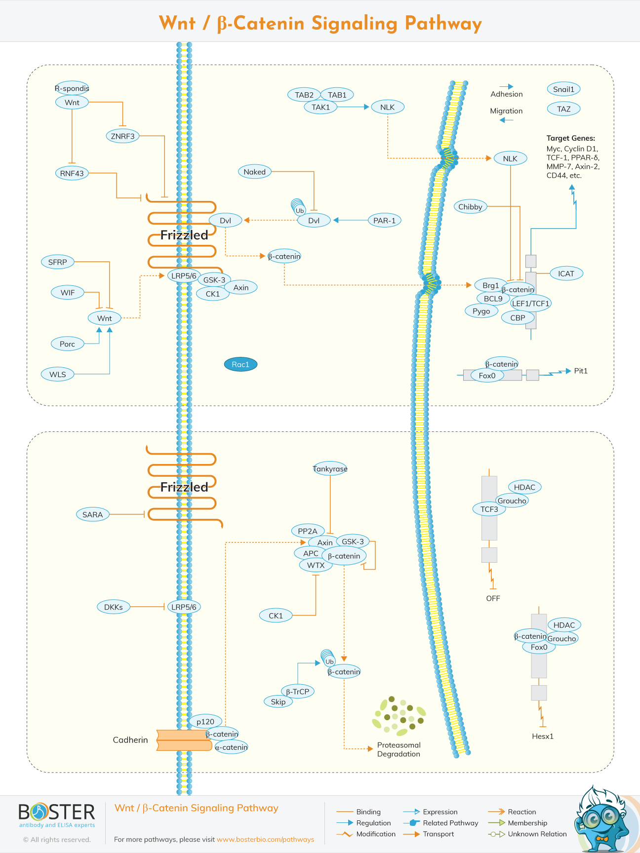 Wnt beta-catenin signaling pathway map