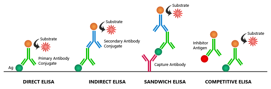 western blot assay vs indirect immunofluorescence assay