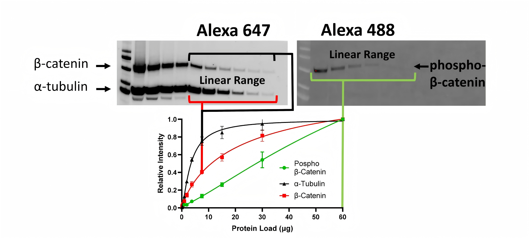 Western blot protein loading series showing different linear ranges for beta-catenin, phospho-beta-catenin, and alpha-tubulin