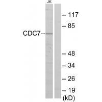 Anti-Mucin-2 MUC2 Antibody