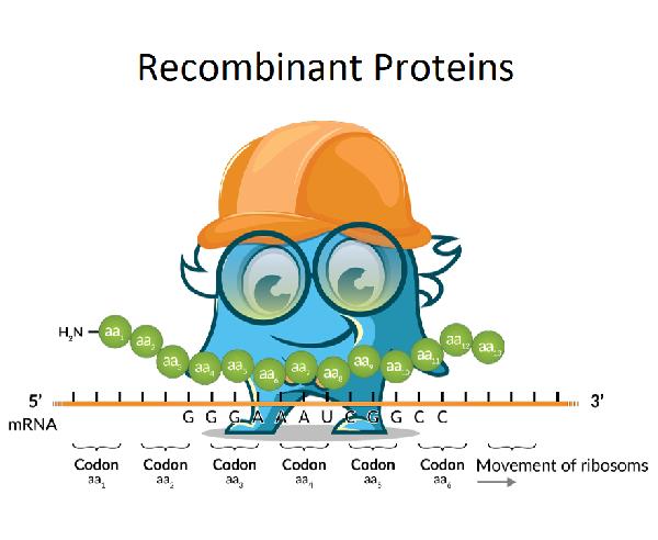 funny protein synthesis cartoon