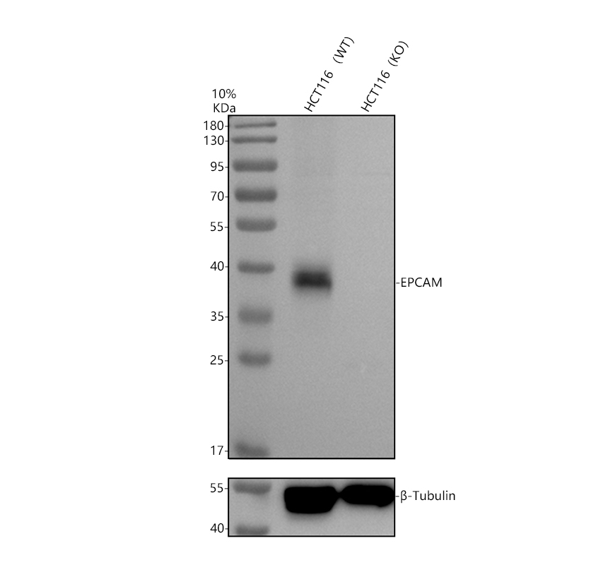 PB10059 EpCAM HCT116 WT and knockout Western blot validation