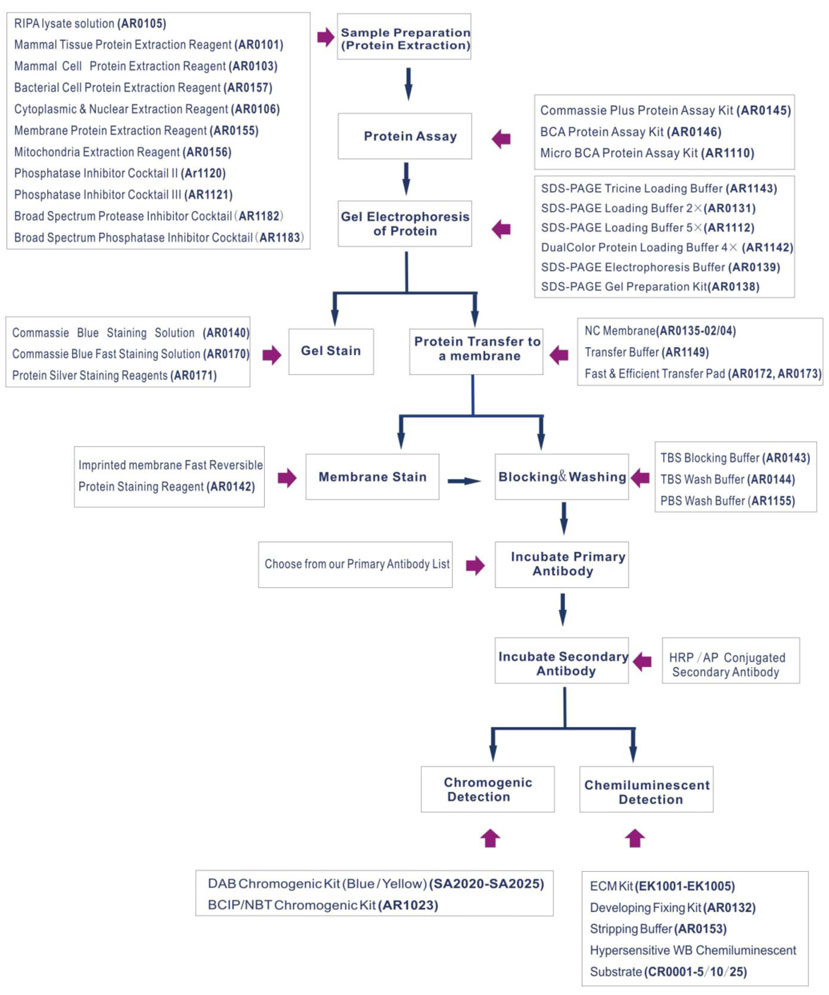 Western Blotting Principle Explained: How WB Works, WB Protocols